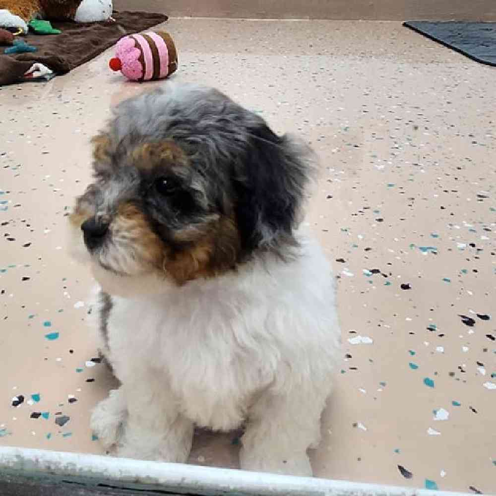 Male Teddy Bear Puppy for Sale in Virginia Beach, VA