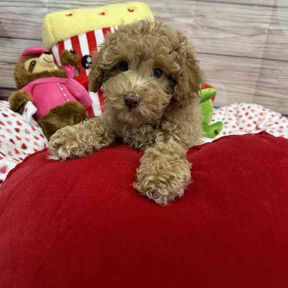 Male Maltipoo Puppy for Sale in Virginia Beach, VA