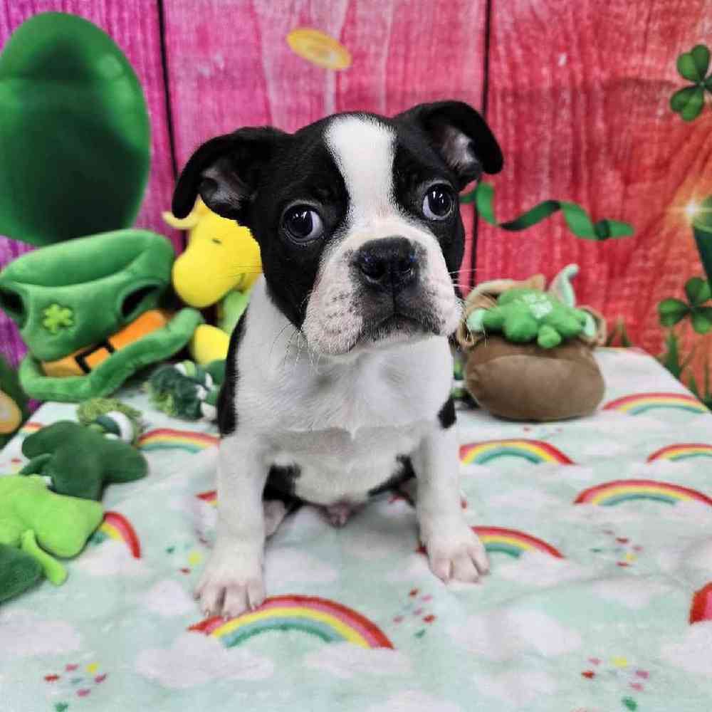 Male Boston Terrier Puppy for Sale in Virginia Beach, VA