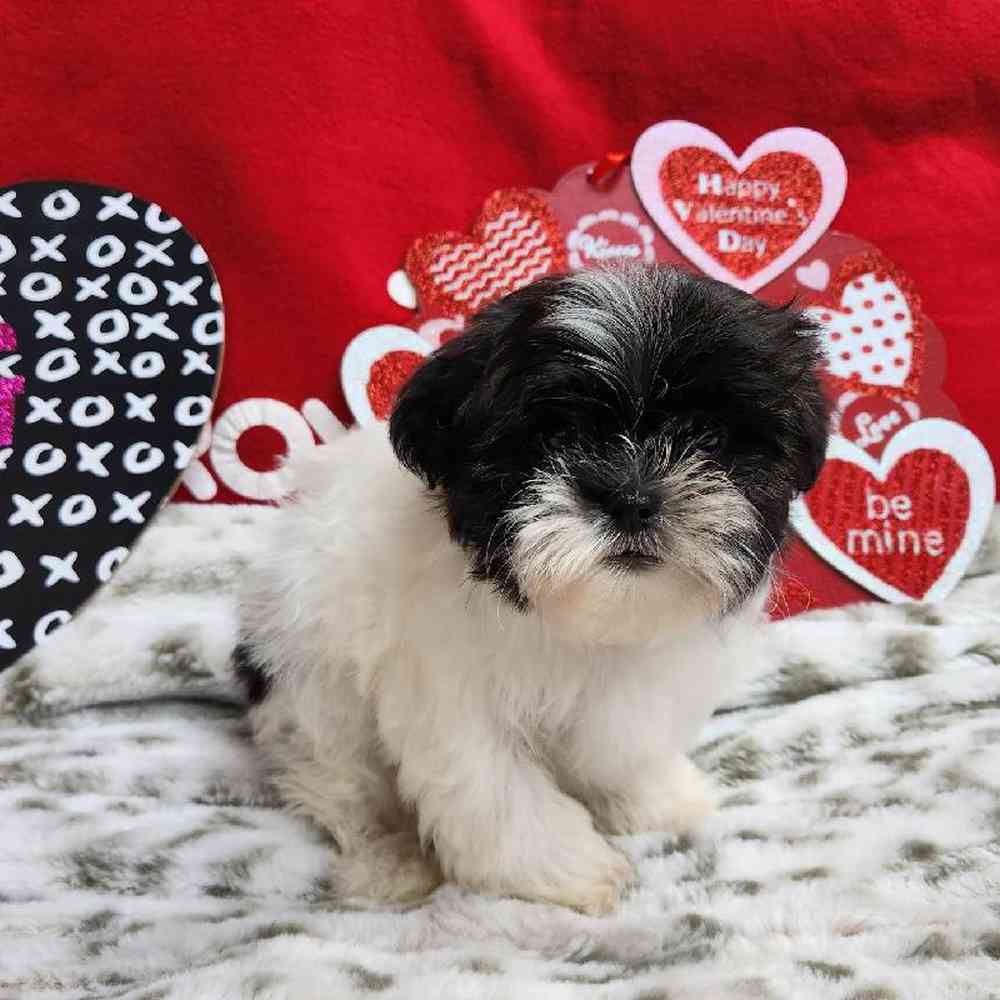 Male Shih Tzu Puppy for Sale in Virginia Beach, VA