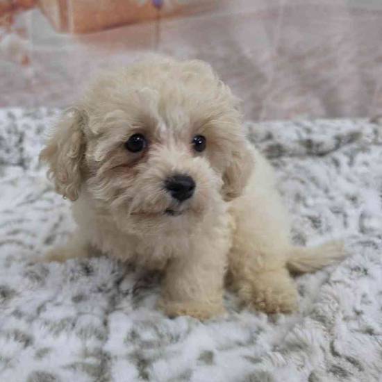 Maltipoo