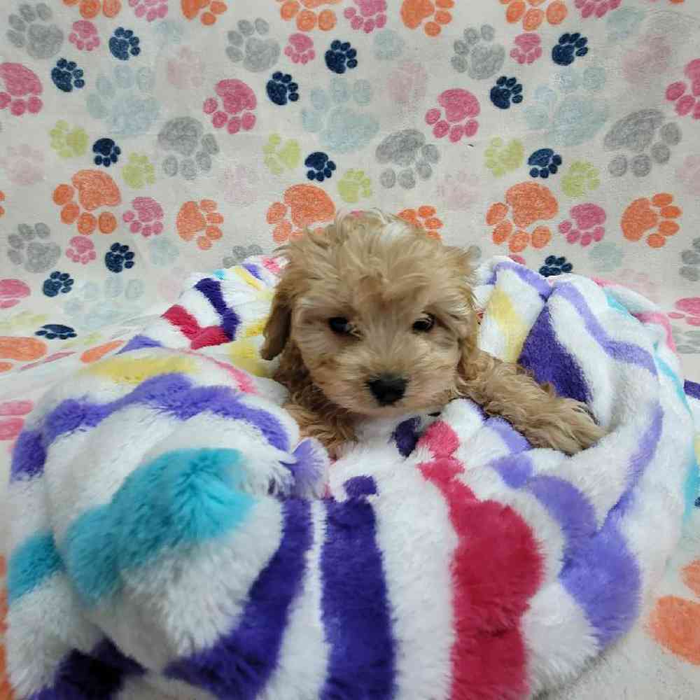 Male Cavapoo Puppy for Sale in Virginia Beach, VA