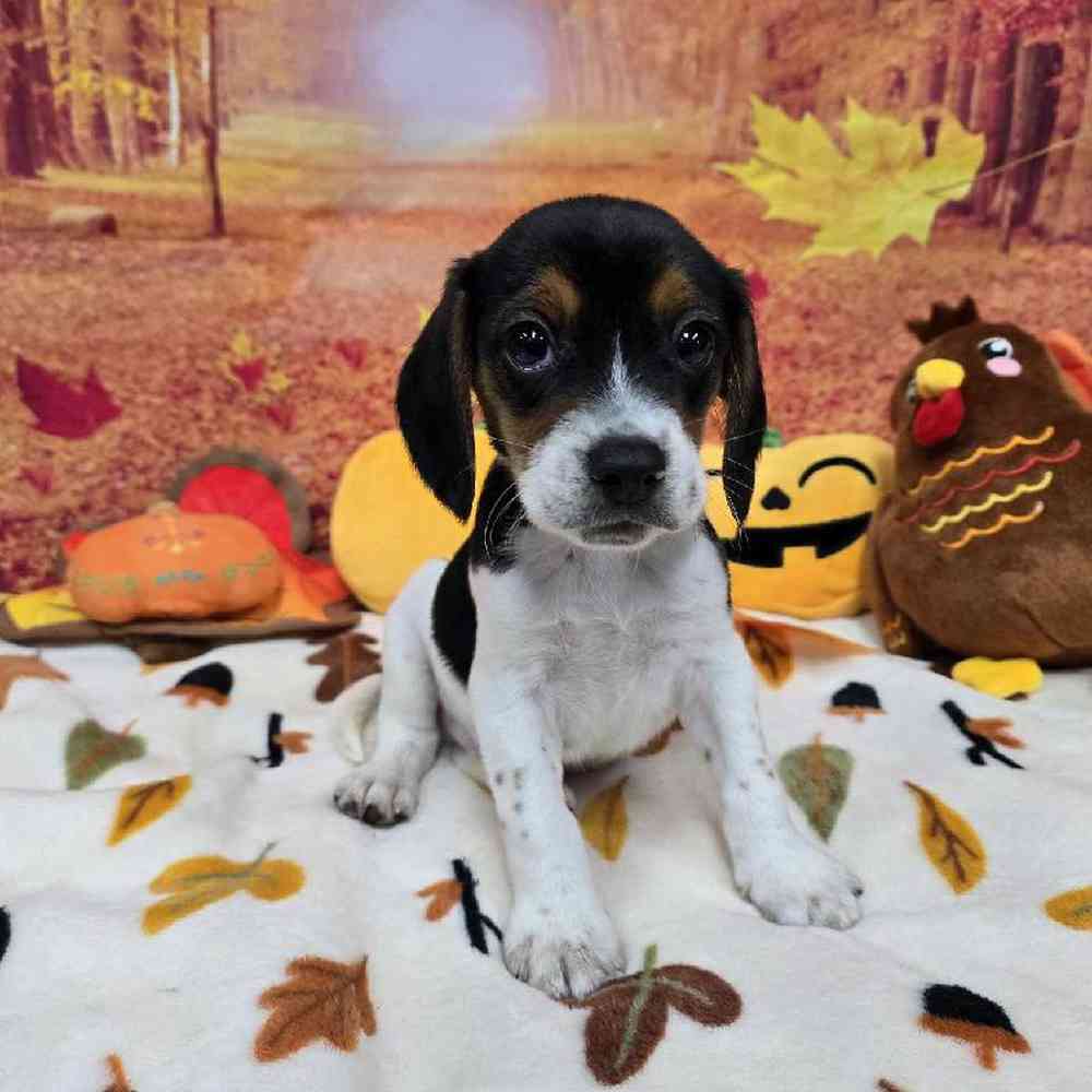 Male Beagle Puppy for Sale in Virginia Beach, VA