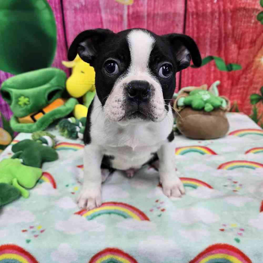 Male Boston Terrier Puppy for Sale in Virginia Beach, VA