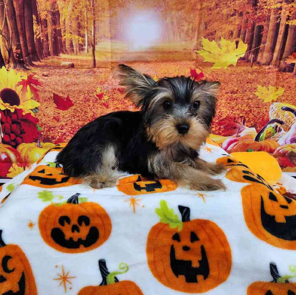 Male Yorkie Puppy for Sale in Virginia Beach, VA