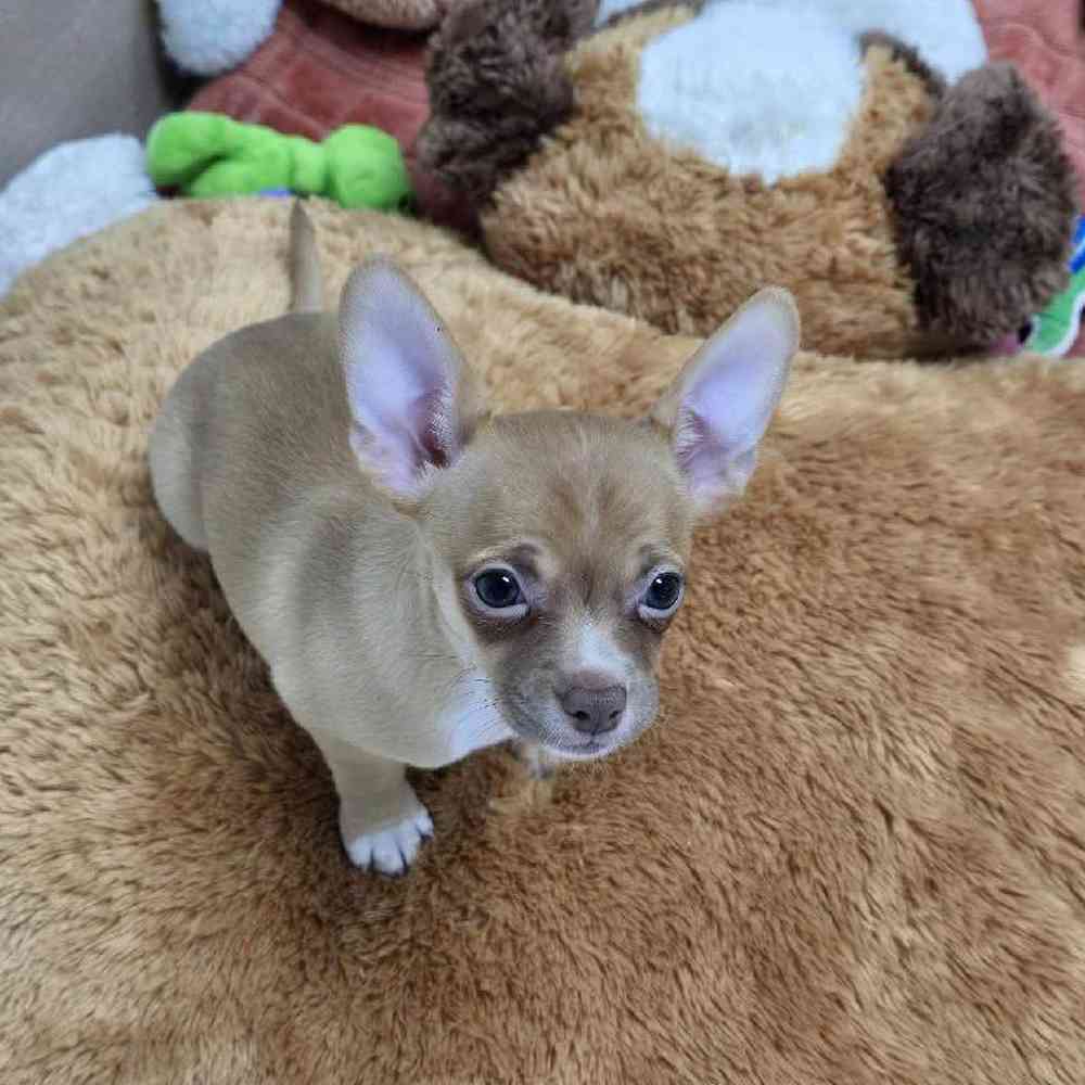 Female Chihuahua Puppy for Sale in Virginia Beach, VA