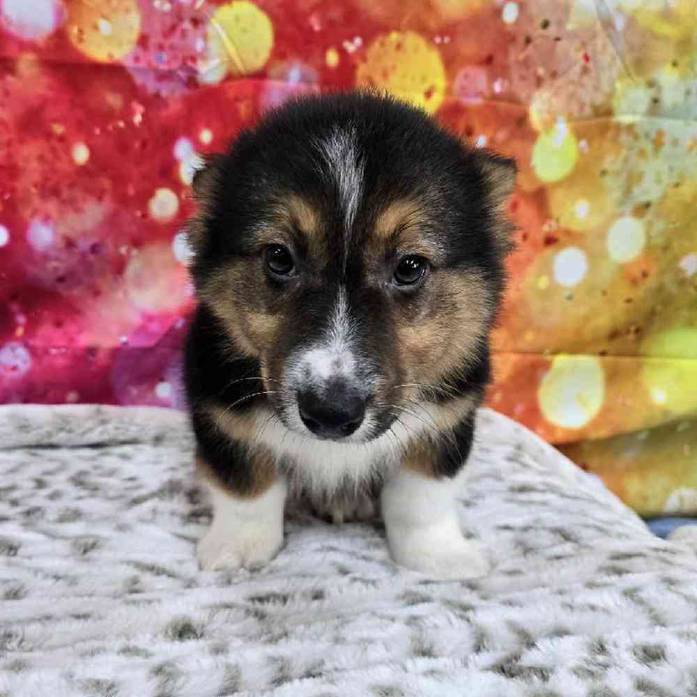 Male Pembroke Welsh Corgi Puppy for Sale in Virginia Beach, VA