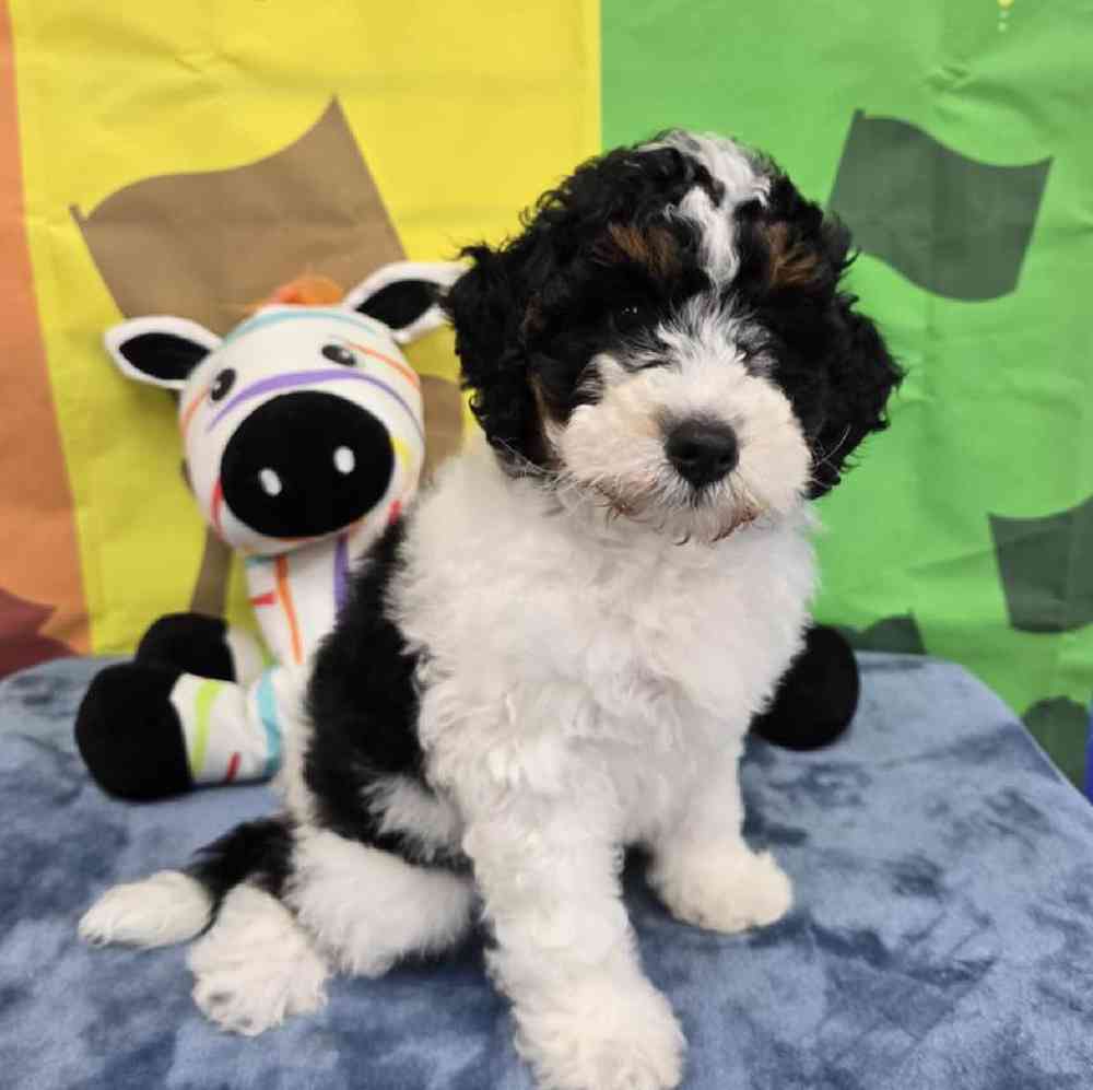 Male Mini Bernadoodle Puppy for Sale in Virginia Beach, VA