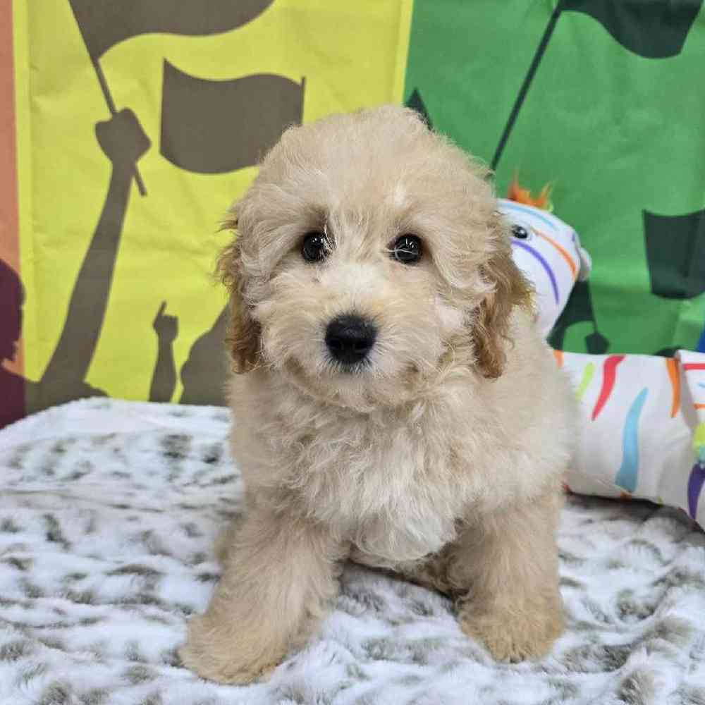 Male Mini Poodle Puppy for Sale in Virginia Beach, VA