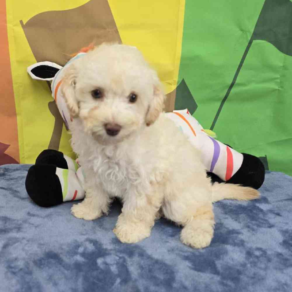 Female Poodle Toy Puppy for Sale in Virginia Beach, VA