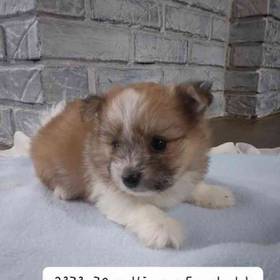 Maltipom