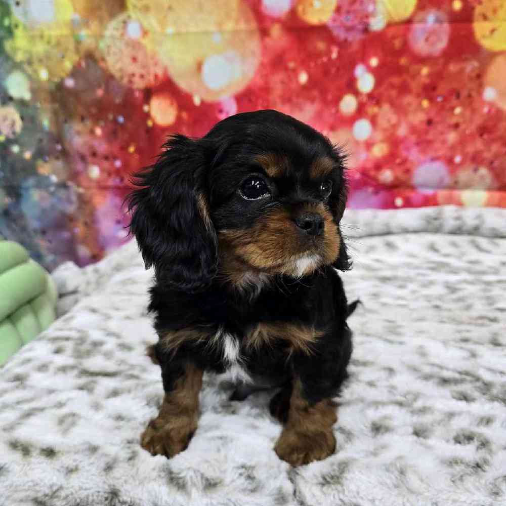 Male Cavalier King Charles Spaniel Puppy for Sale in Virginia Beach, VA