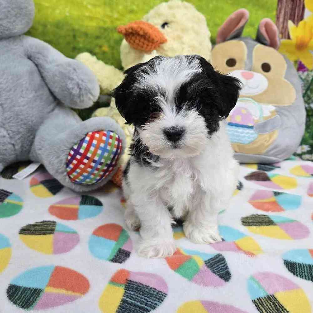 Female Coton De Tulear Puppy for Sale in Virginia Beach, VA
