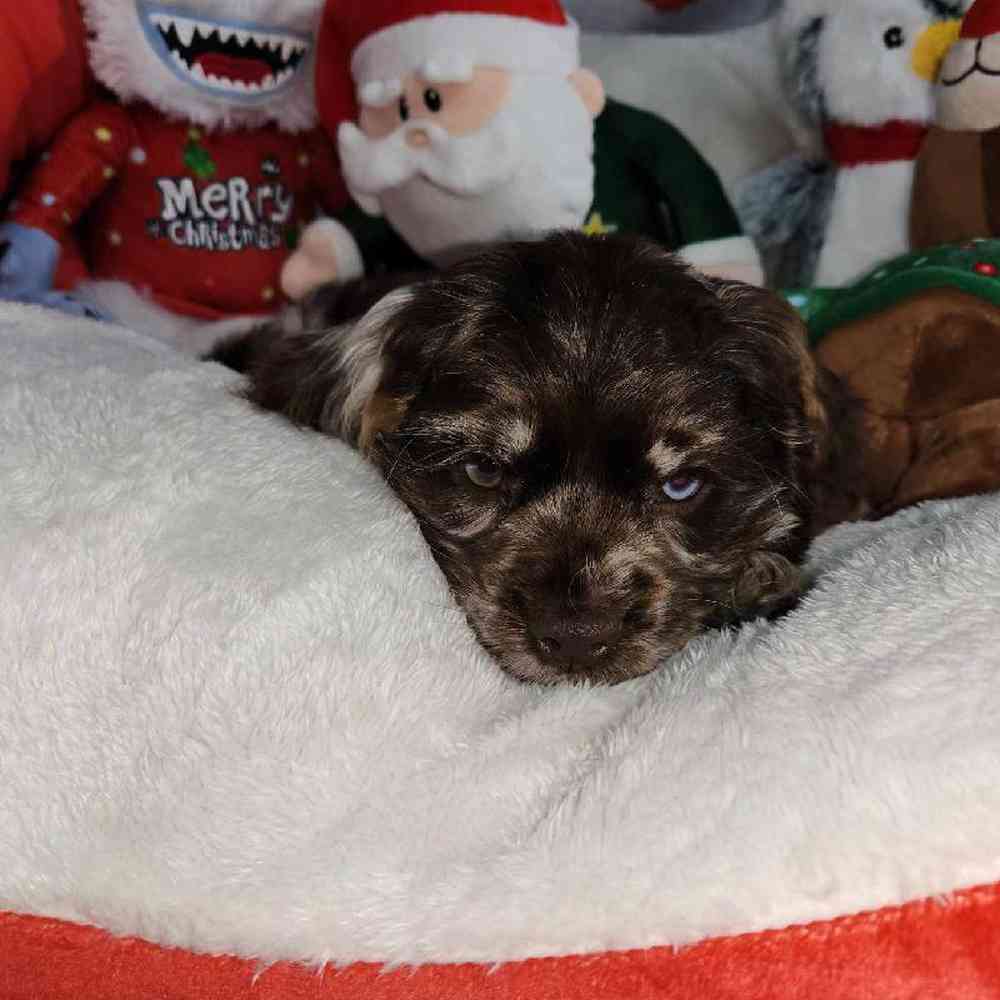 Male Cocker Spaniel Puppy for Sale in Virginia Beach, VA