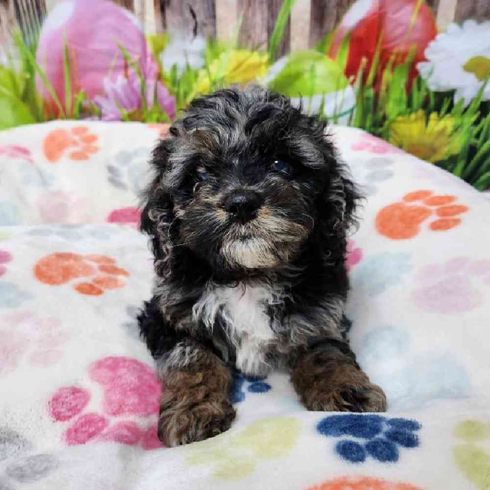 Male Cockapoo Puppy for Sale in Virginia Beach, VA