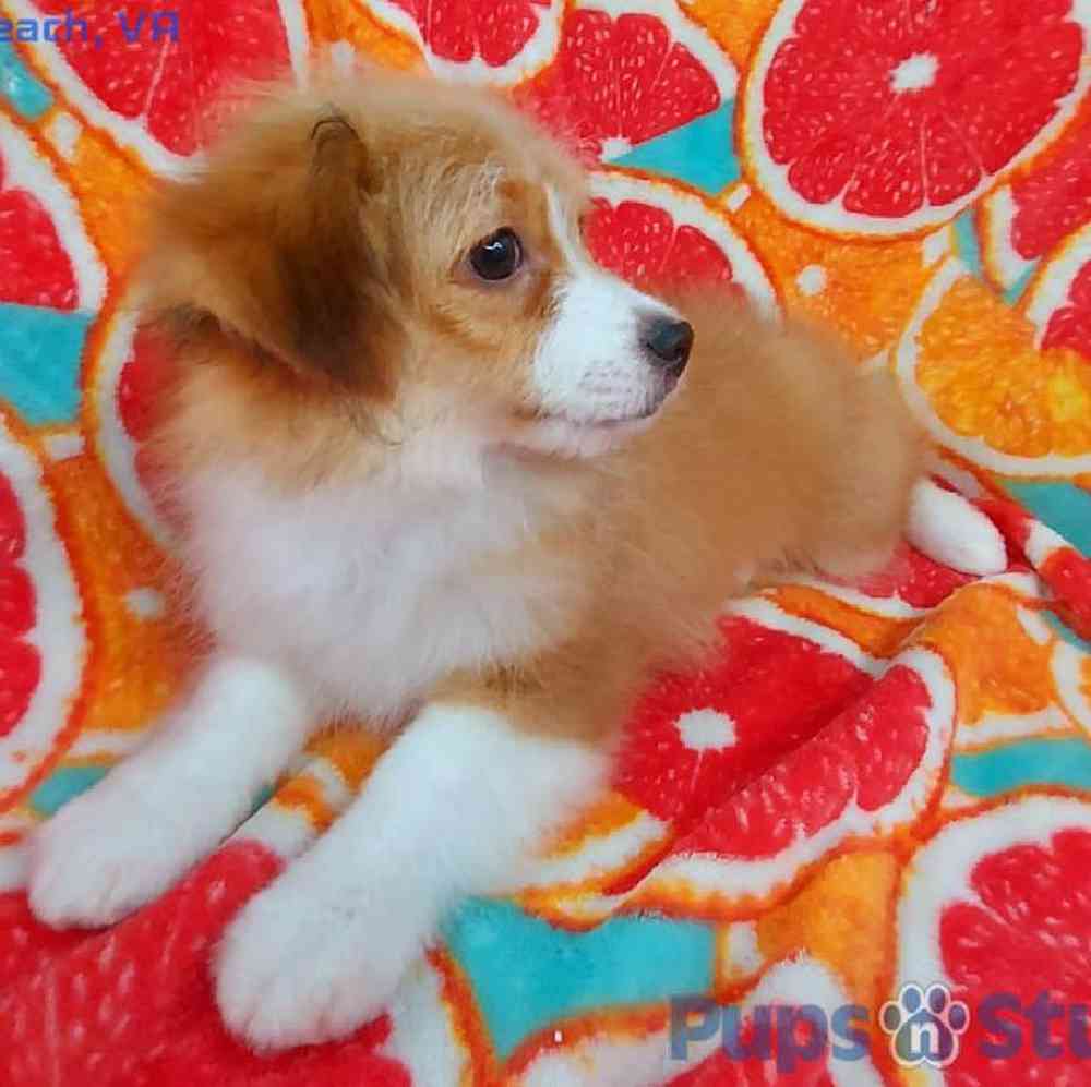 Male Toy Aussiedoodle Puppy for sale