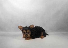 Yorkie