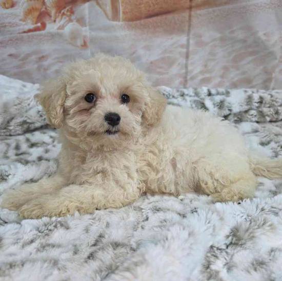 Maltipoo