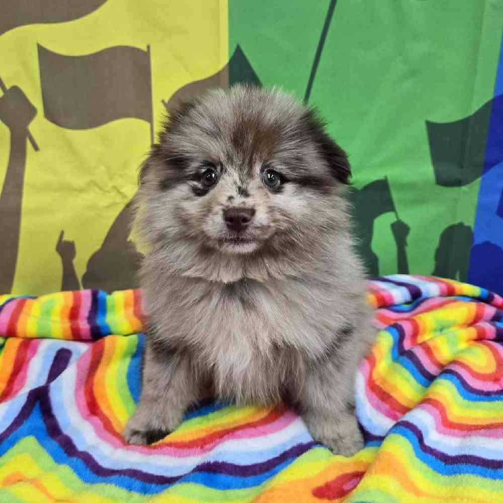 Female Pomsky Puppy for Sale in Virginia Beach, VA