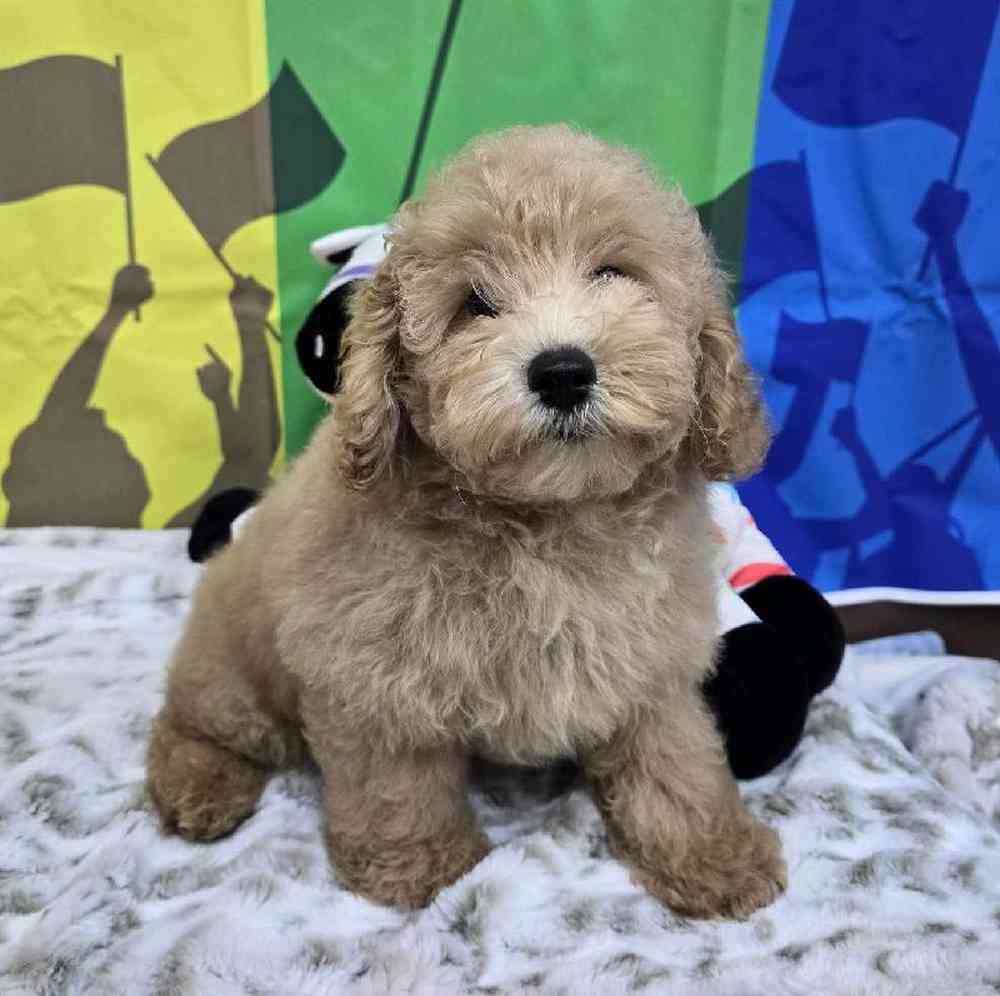 Male Mini Poodle Puppy for Sale in Virginia Beach, VA