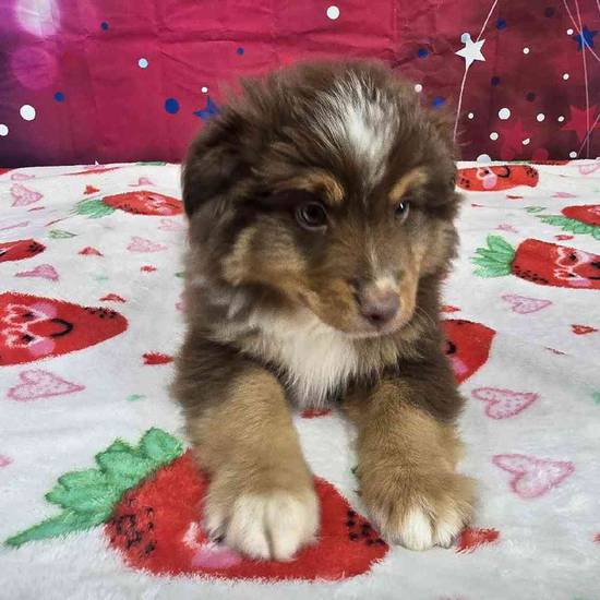 Toy Australian Shepherd 