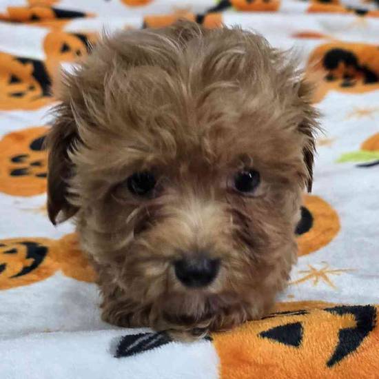 Maltipoo