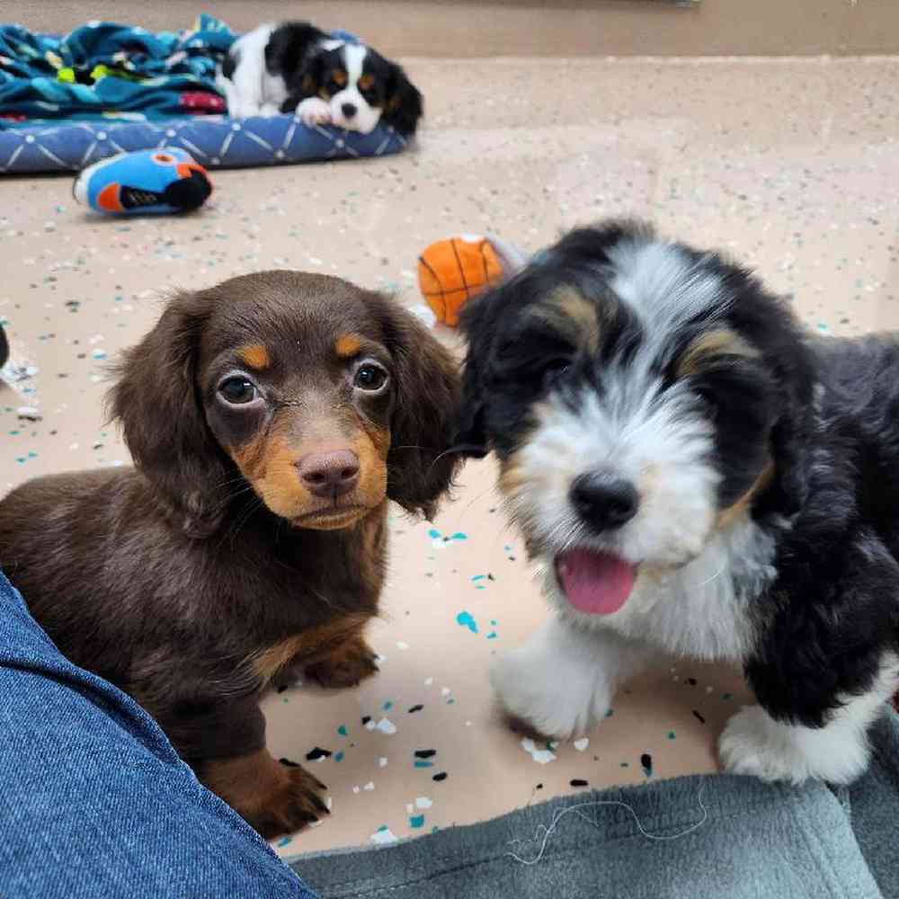 Female Dachshund Puppy for Sale in Virginia Beach, VA