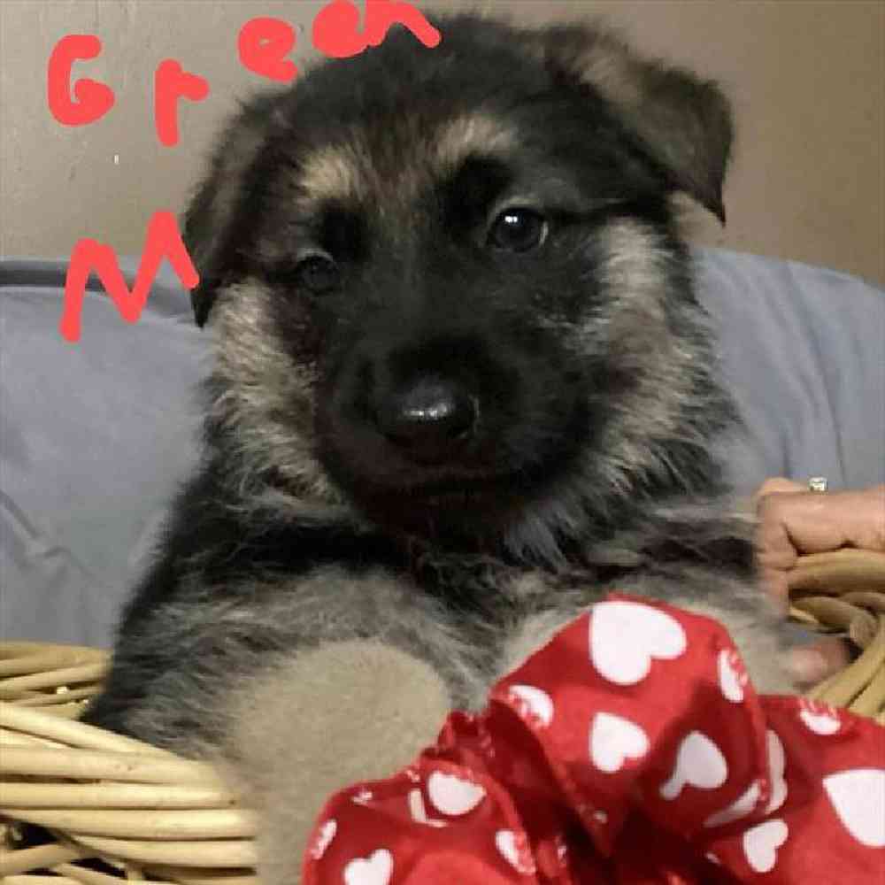 Male German Shepherd Puppy for Sale in Virginia Beach, VA