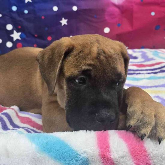 Bullmastiff