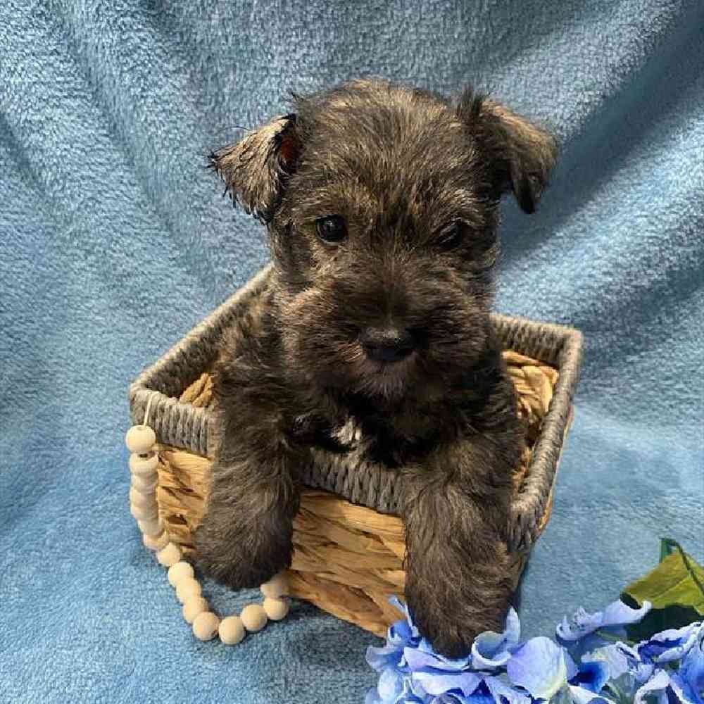 Male Mini Schnauzer Puppy for Sale in Virginia Beach, VA