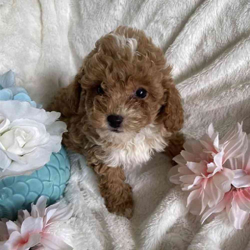 Female Bichonpoo Puppy for Sale in Virginia Beach, VA