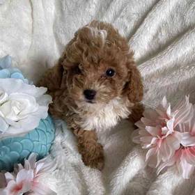 Bichonpoo