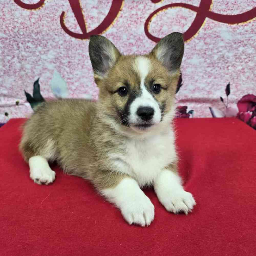 Female Pembroke Welsh Corgi Puppy for Sale in Virginia Beach, VA