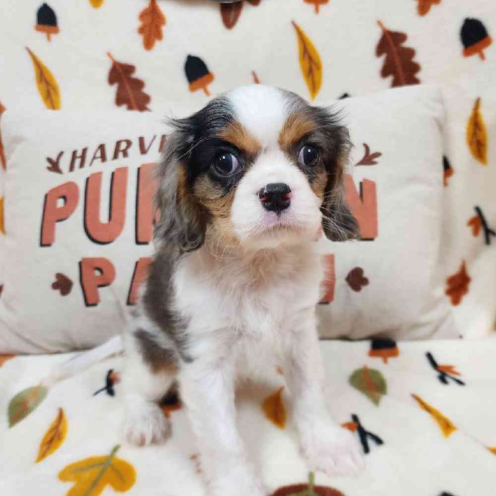 Female Cavalier King Charles Spaniel Puppy for sale