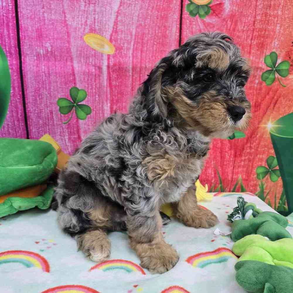 Male Mini Bernadoodle Puppy for Sale in Virginia Beach, VA