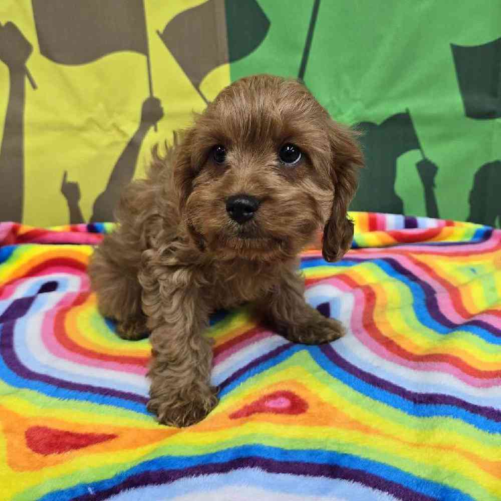 Male Cavapoo Puppy for Sale in Virginia Beach, VA