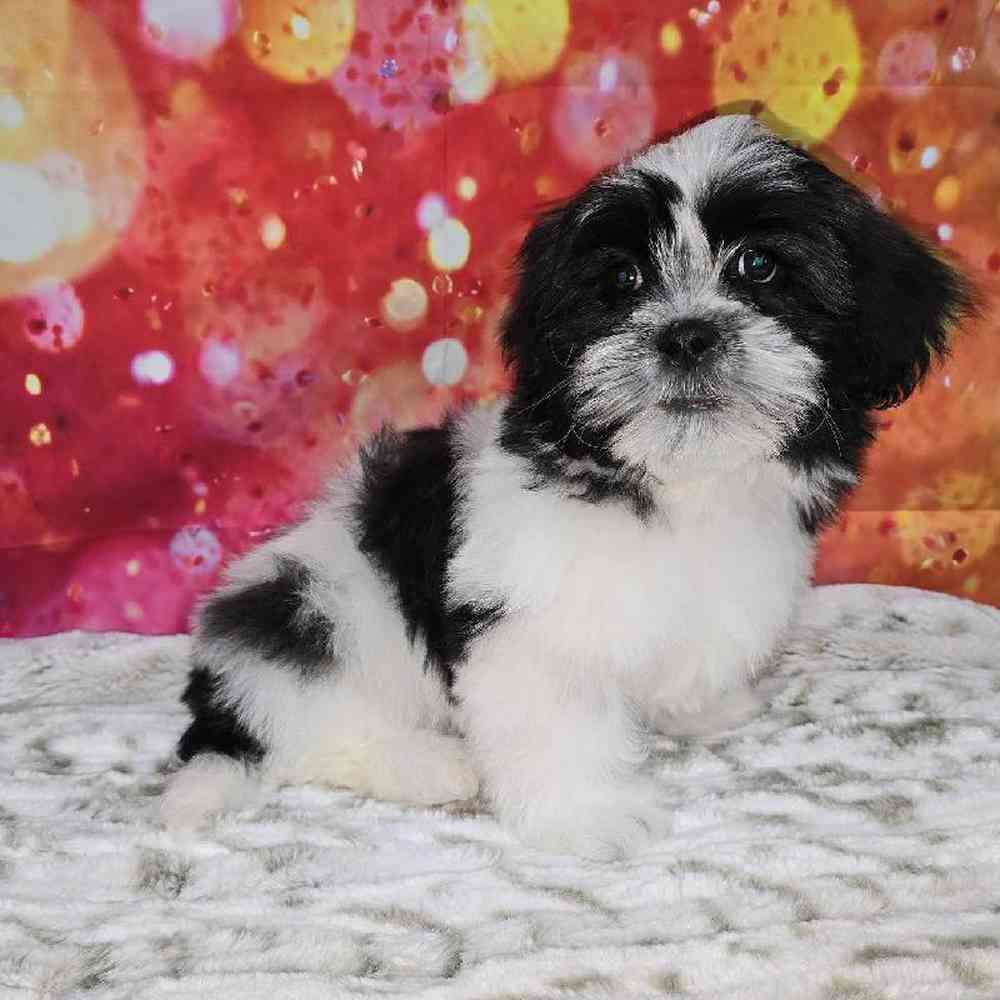 Male Malshi Puppy for Sale in Virginia Beach, VA