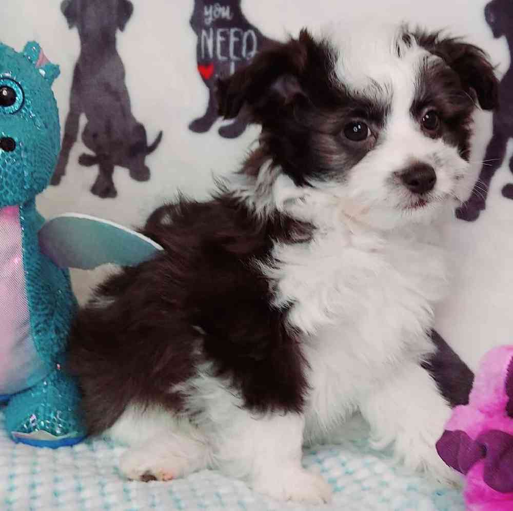 Male Papipoo Puppy for sale