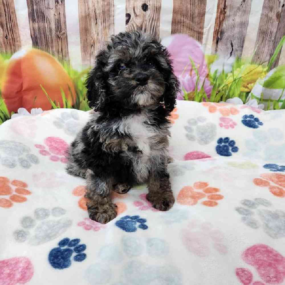 Male Cockapoo Puppy for Sale in Virginia Beach, VA