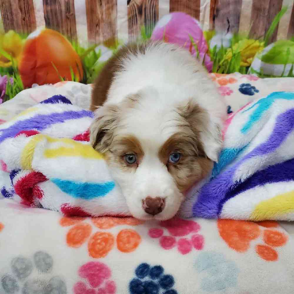 Male Australian Shepherd Puppy for Sale in Virginia Beach, VA