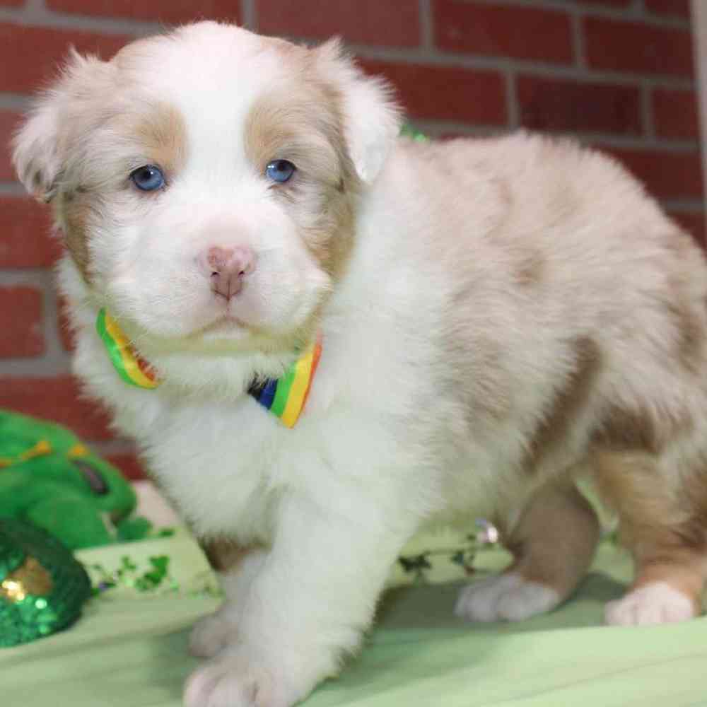 Male Australian Shepherd Puppy for Sale in Virginia Beach, VA
