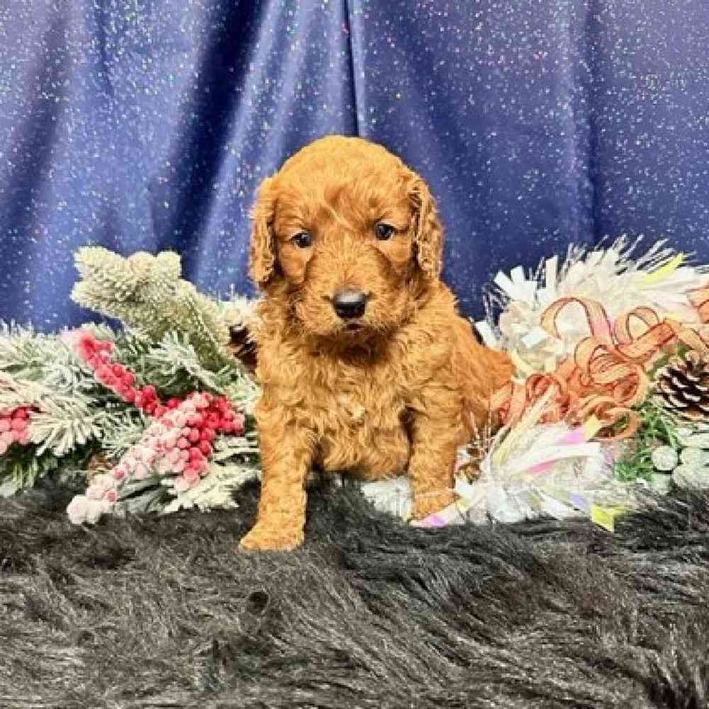 Male Goldendoodle Puppy for sale