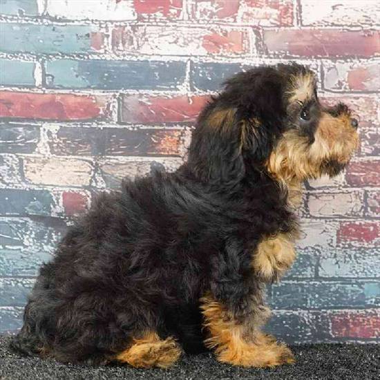 Yorkie-Poo