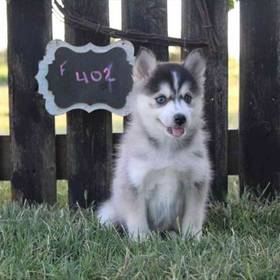 Pomsky
