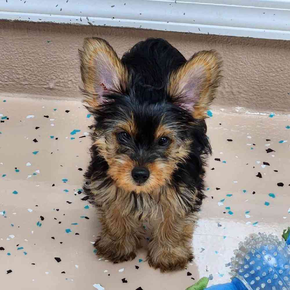 Male Yorkie Puppy for Sale in Virginia Beach, VA