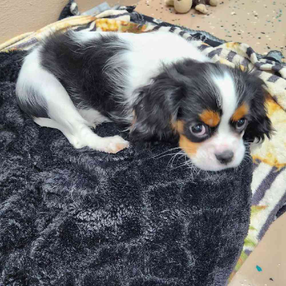 Male Cavalier King Charles Spaniel Puppy for Sale in Virginia Beach, VA