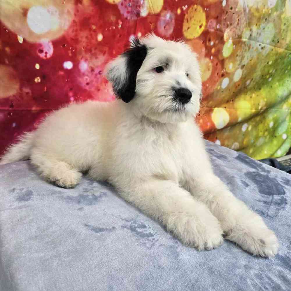Male Portuguese Water Dog Puppy for Sale in Virginia Beach, VA