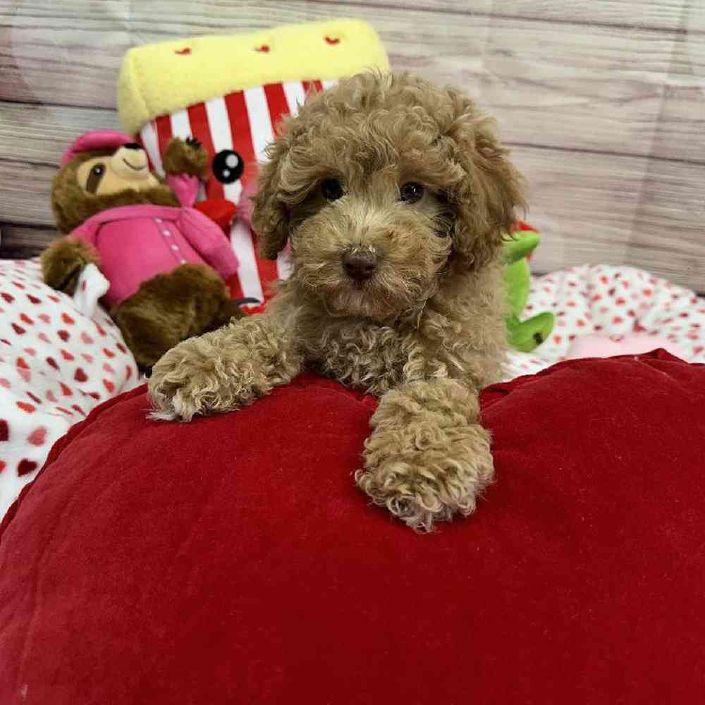Male Maltipoo Puppy for Sale in Virginia Beach, VA
