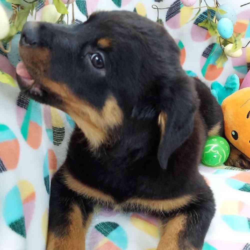 Female Rottweiler Puppy for sale