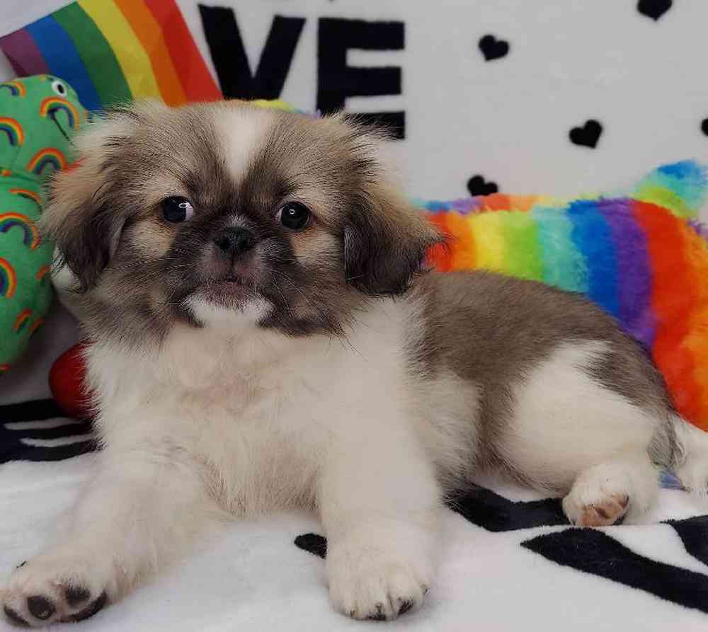 Male Pekingese Puppy for sale